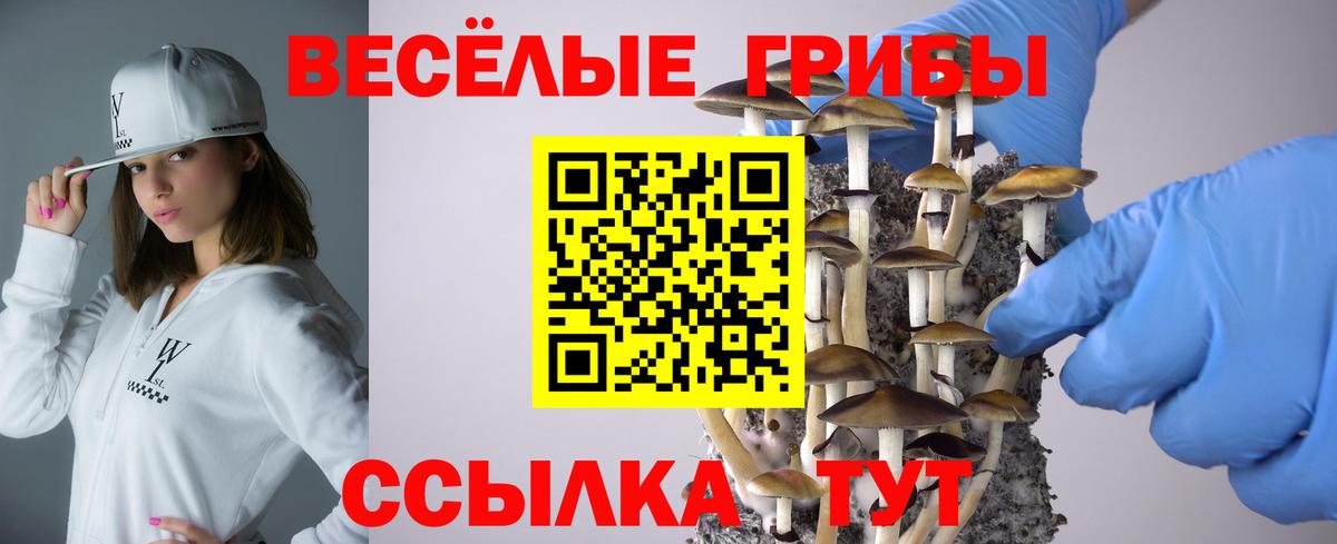 Псилоцибиновые грибы Cubensis  Апатиты 