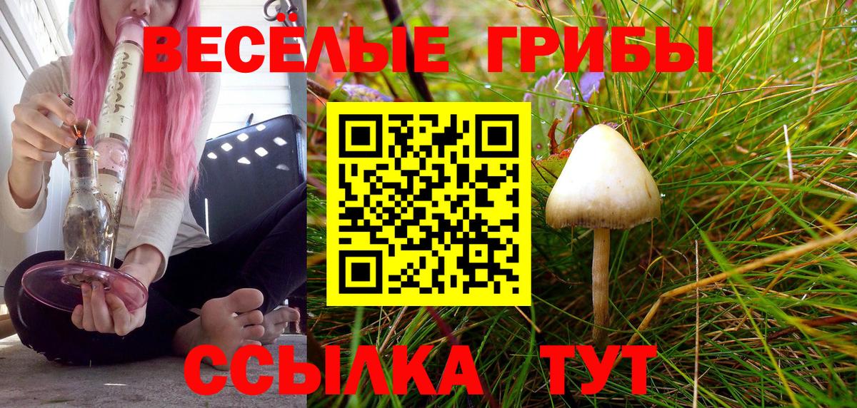 Апатиты  хочу   Вход с VPN  Псилоцибиновые грибы Psilocybine cubensis 